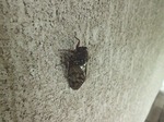 アブラゼミ
